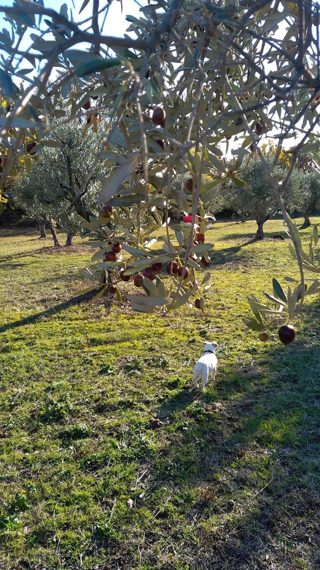 Apartment Independant Dans Ferme Equestre
